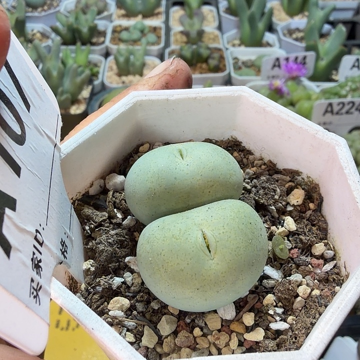 107。橙花鸽子蛋肉锥