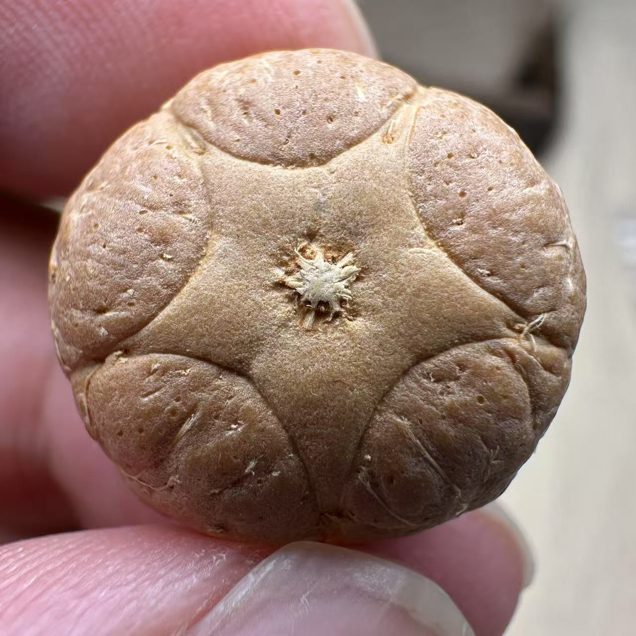 K-4尼泊尔五星上将三通(精选款）