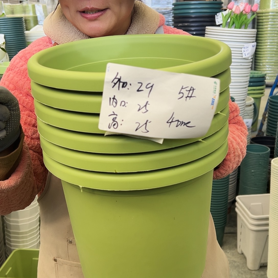 四季盆5#果绿的6个无托