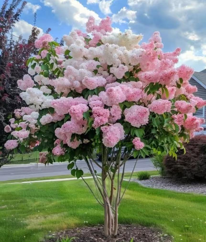 【香草草莓棒棒糖】5加仑 圆锥绣球多年露天苗好养原盆原土基地直发