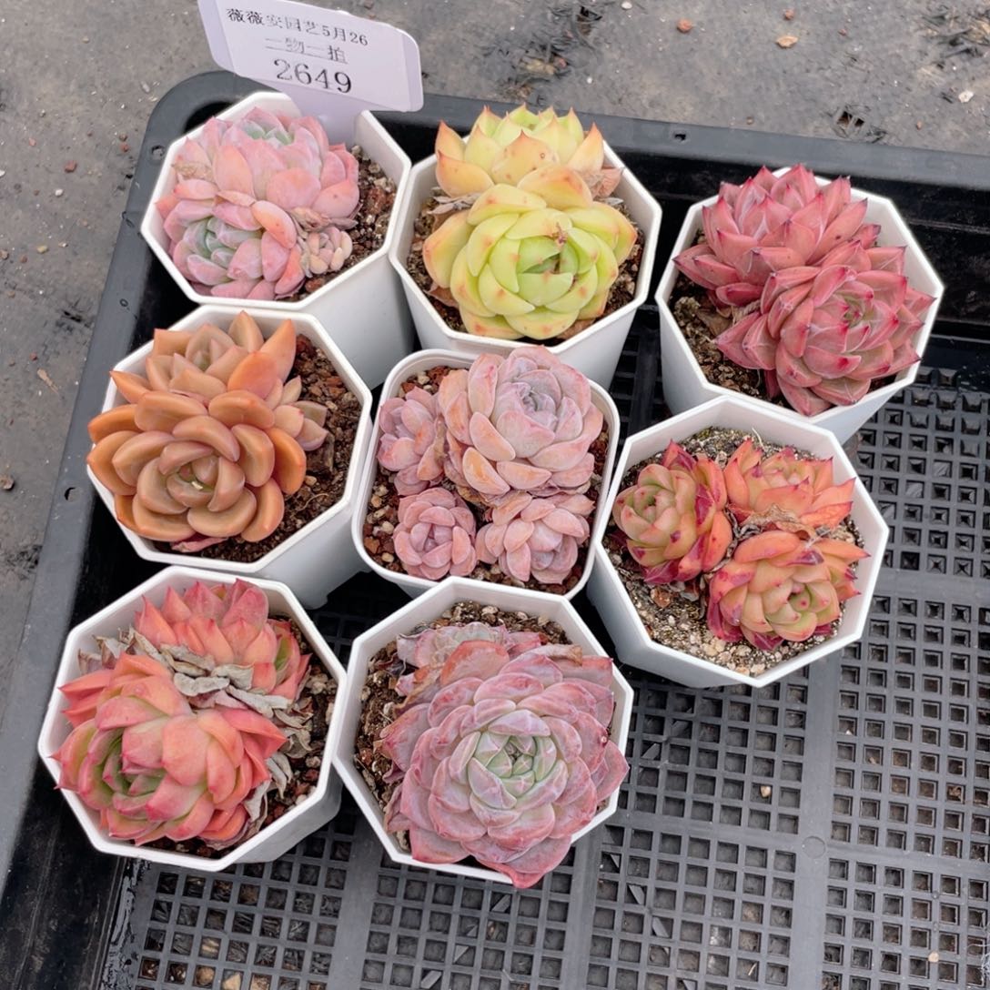 薇薇安园艺多肉2649