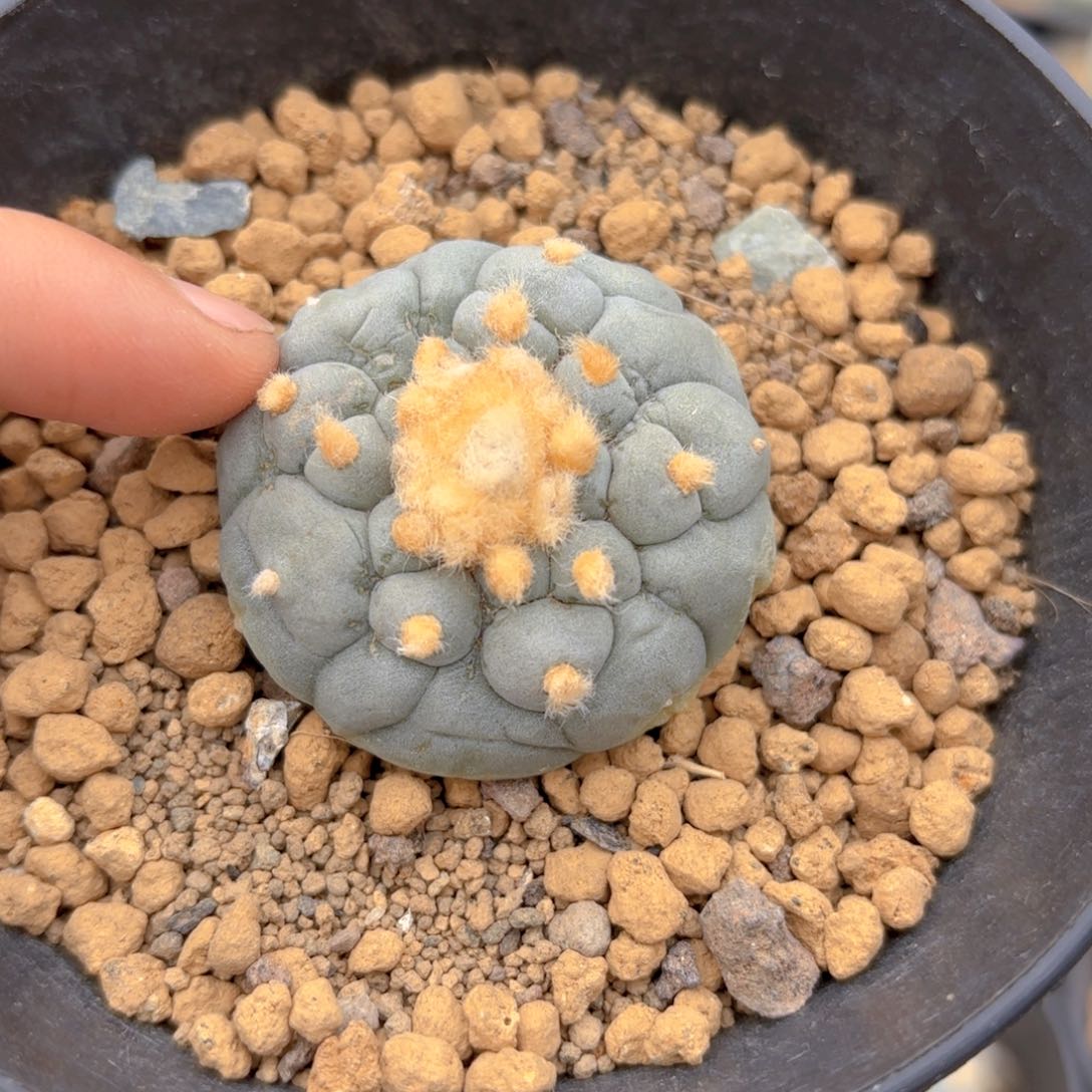 G g g g g g g g 16