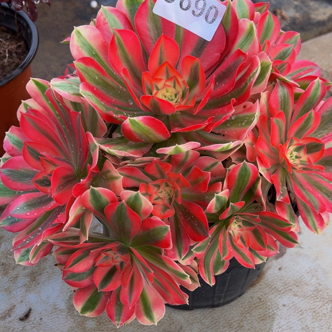 无花朵粉女巫法师690