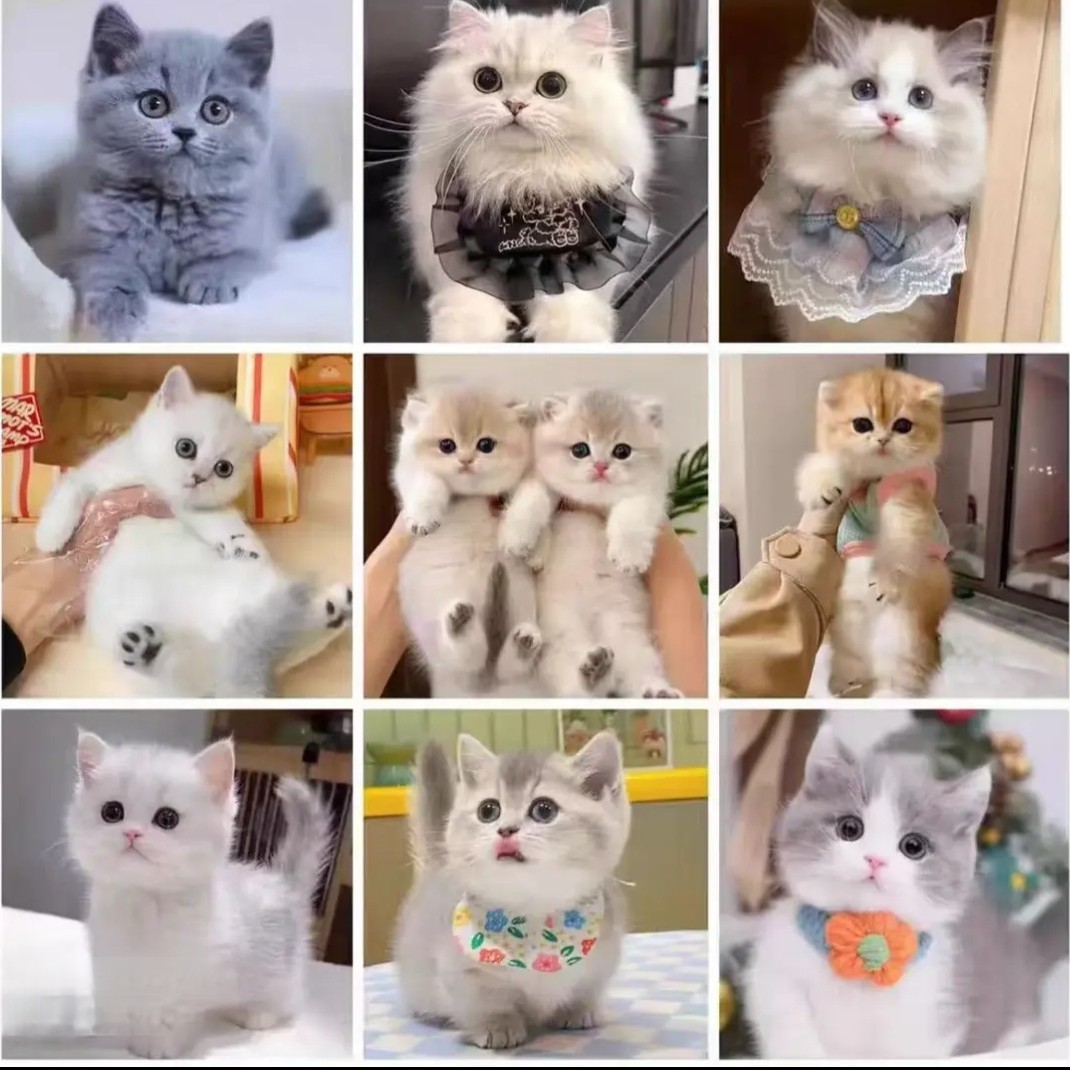 直播挑选全品种猫咪宠物活体布偶猫金渐层银渐层矮脚猫缅因猫