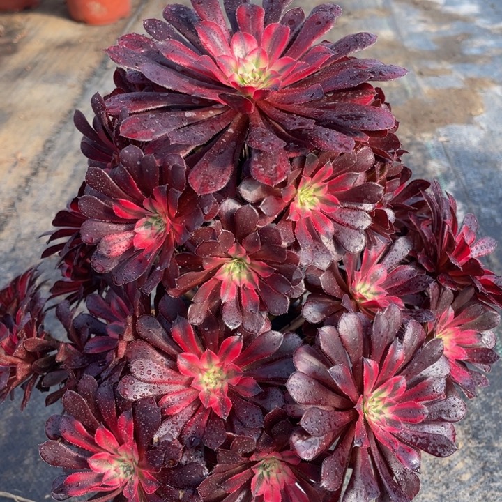 548黑铜白精品法师老桩