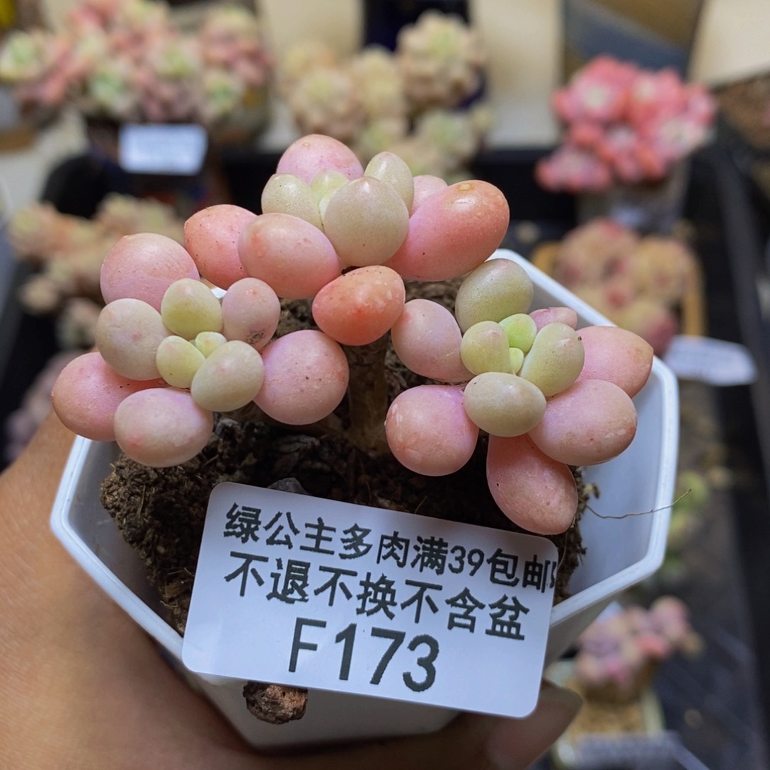 173鱼子酱多肉3c m