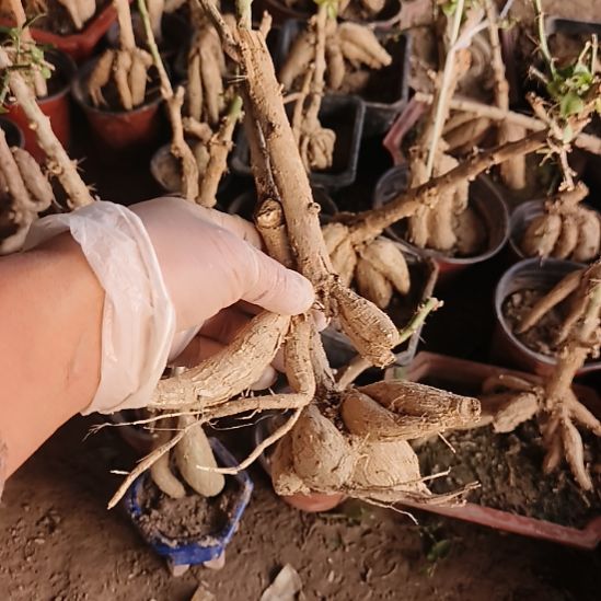 张***坤月之桂两颗脱土发货