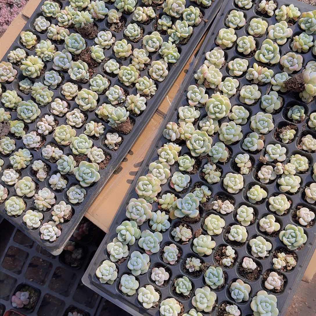 奶油冰玉105颗带拖地