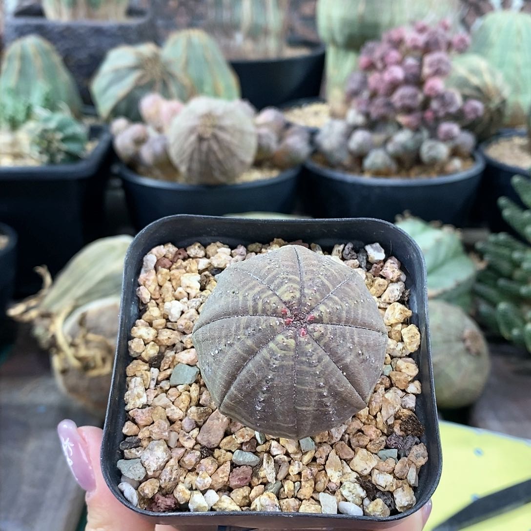 欧系布纹球多肉植物