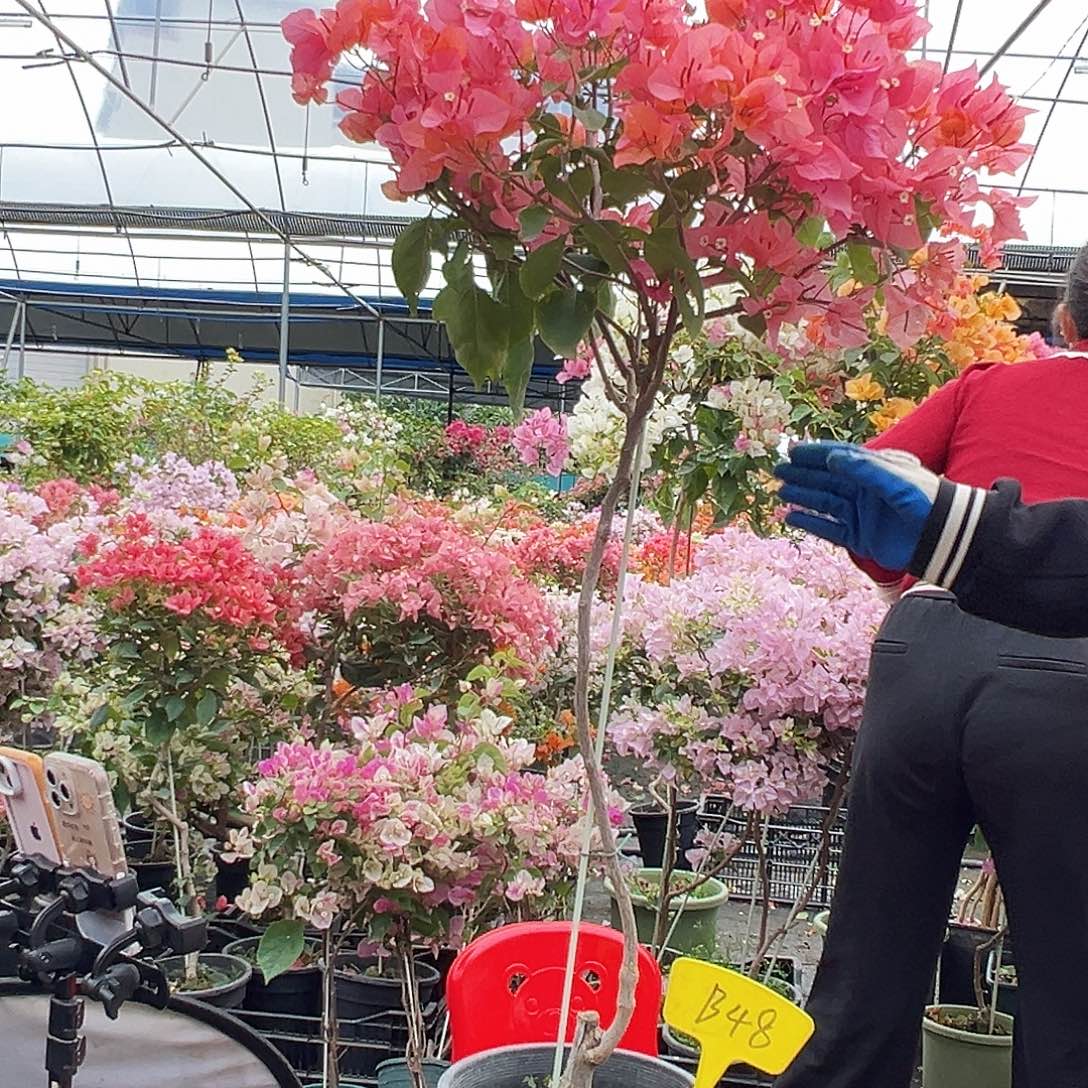 孟****大部分花苞少量开放B48波妹