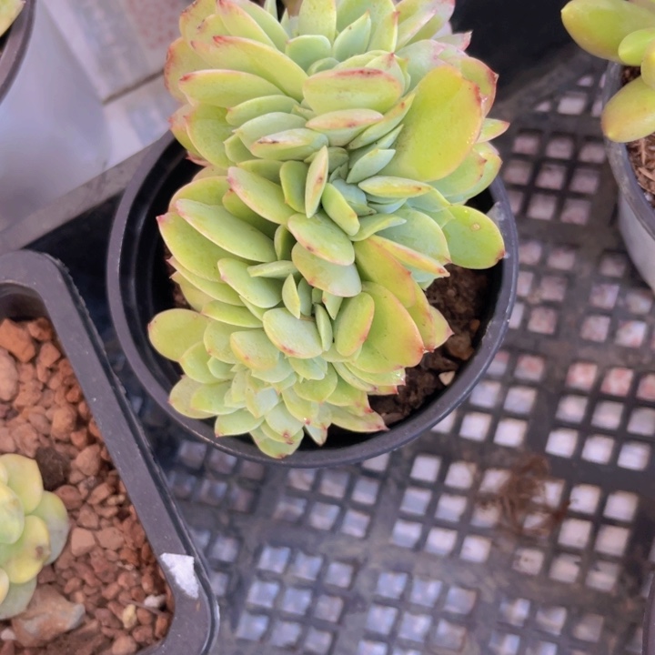 碧桃缀多肉植物694