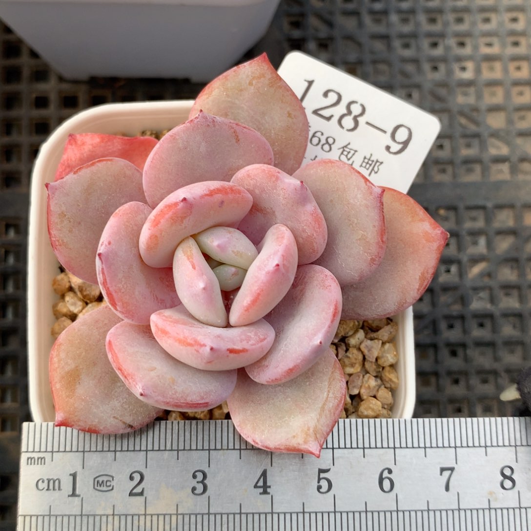 9。奶茶。满六八包邮。