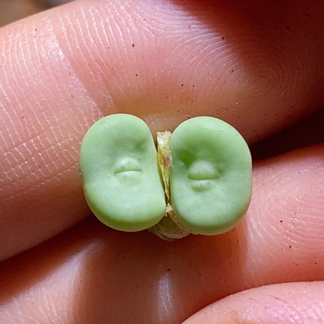 好看好看好看贝特分