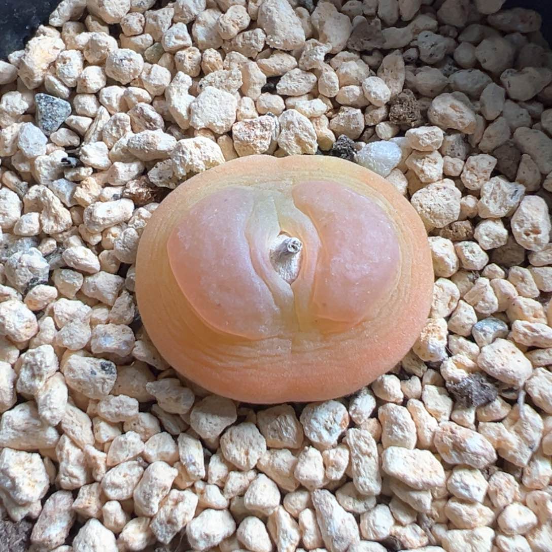 多肉植物87号拉登