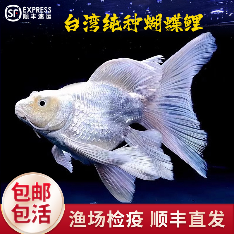 【直播改价】蝴蝶鲤鱼球体观赏鱼短身大鳍长尾短身蝴蝶锦鲤好养耐活