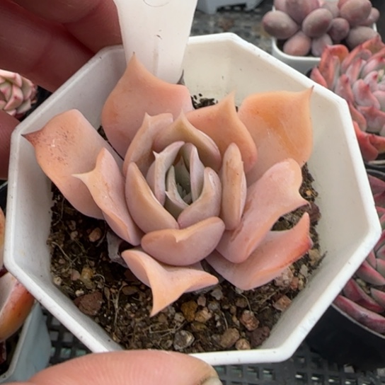 132 一物一拍多肉