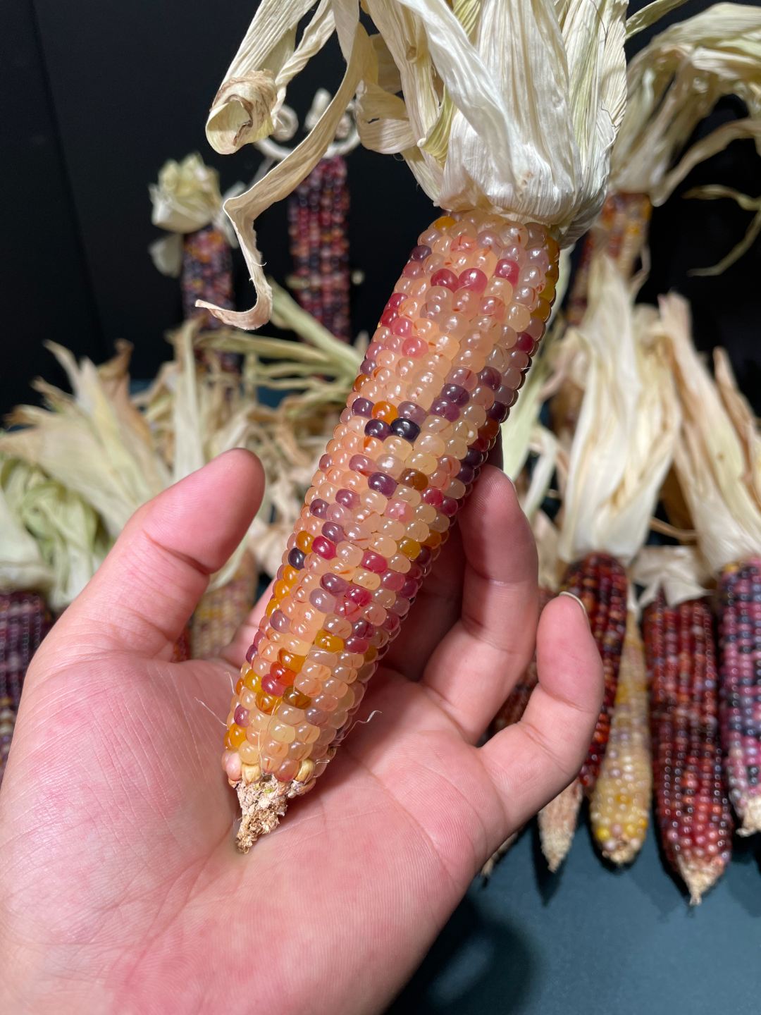 呵呵精品文玩玉米装饰天然彩色七彩手把件装饰品迷你五彩高颜值