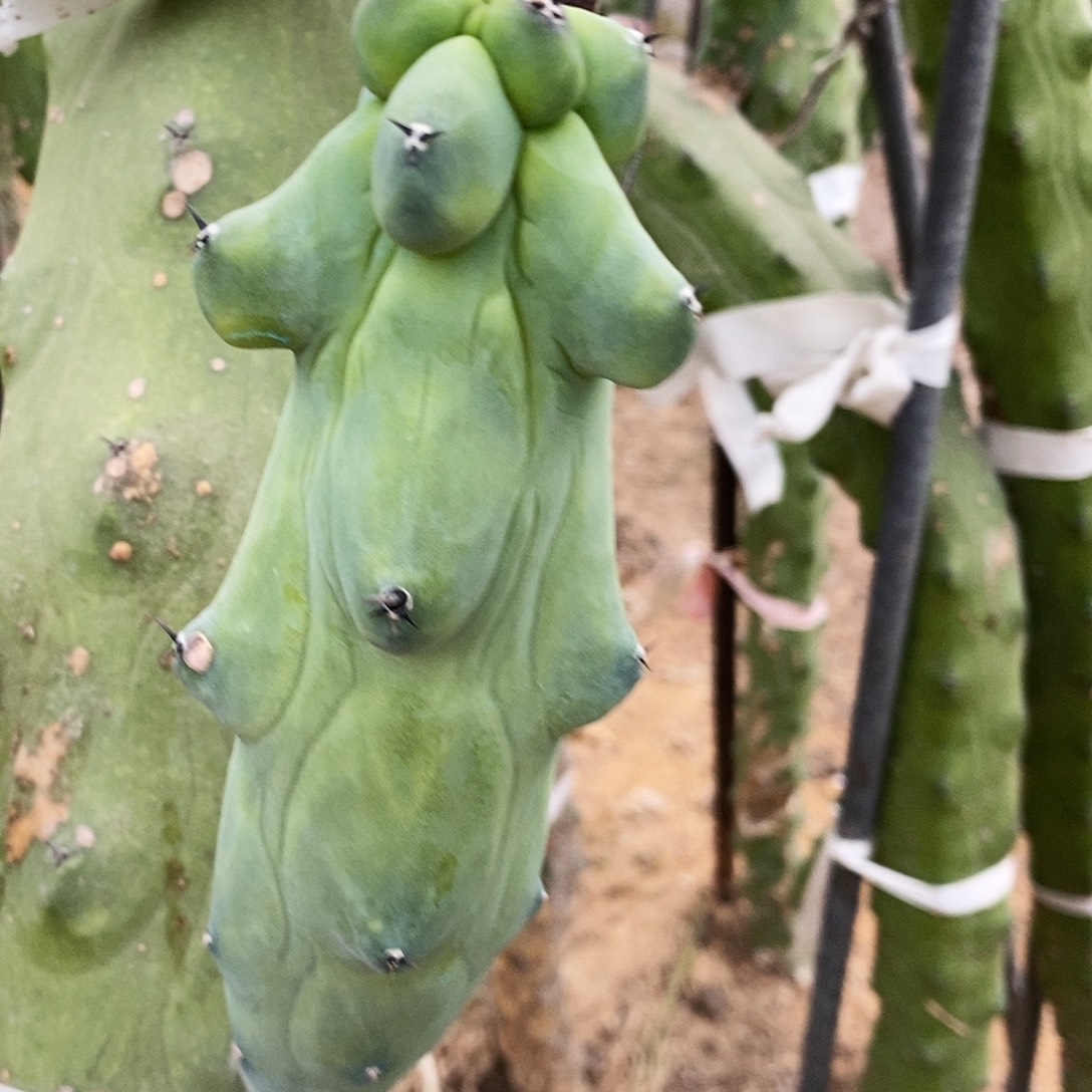 福禄寿现砍侧芽。高度15-20。      
