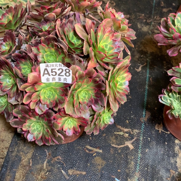 永*爱528多肉植物一物一拍