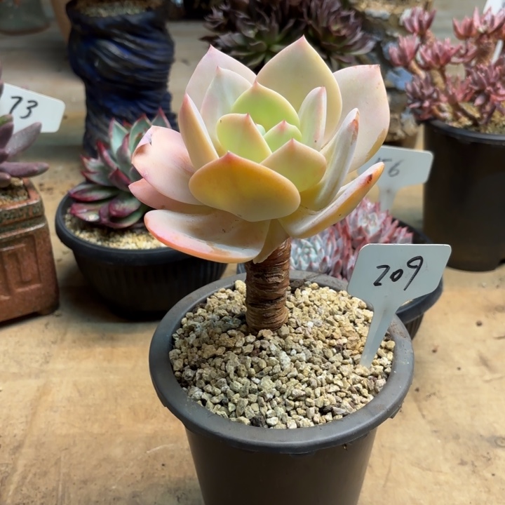多肉植物，白凤209号