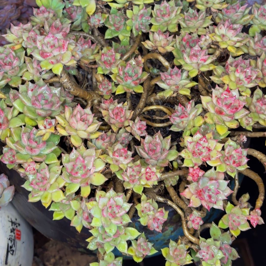 千***虫老桩精品肉肉璀璨