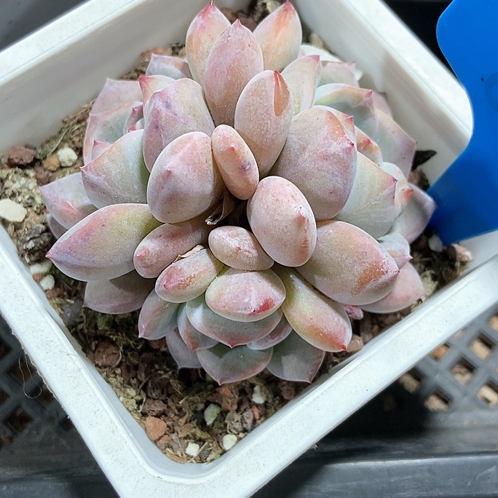 多肉植物石榴籽803