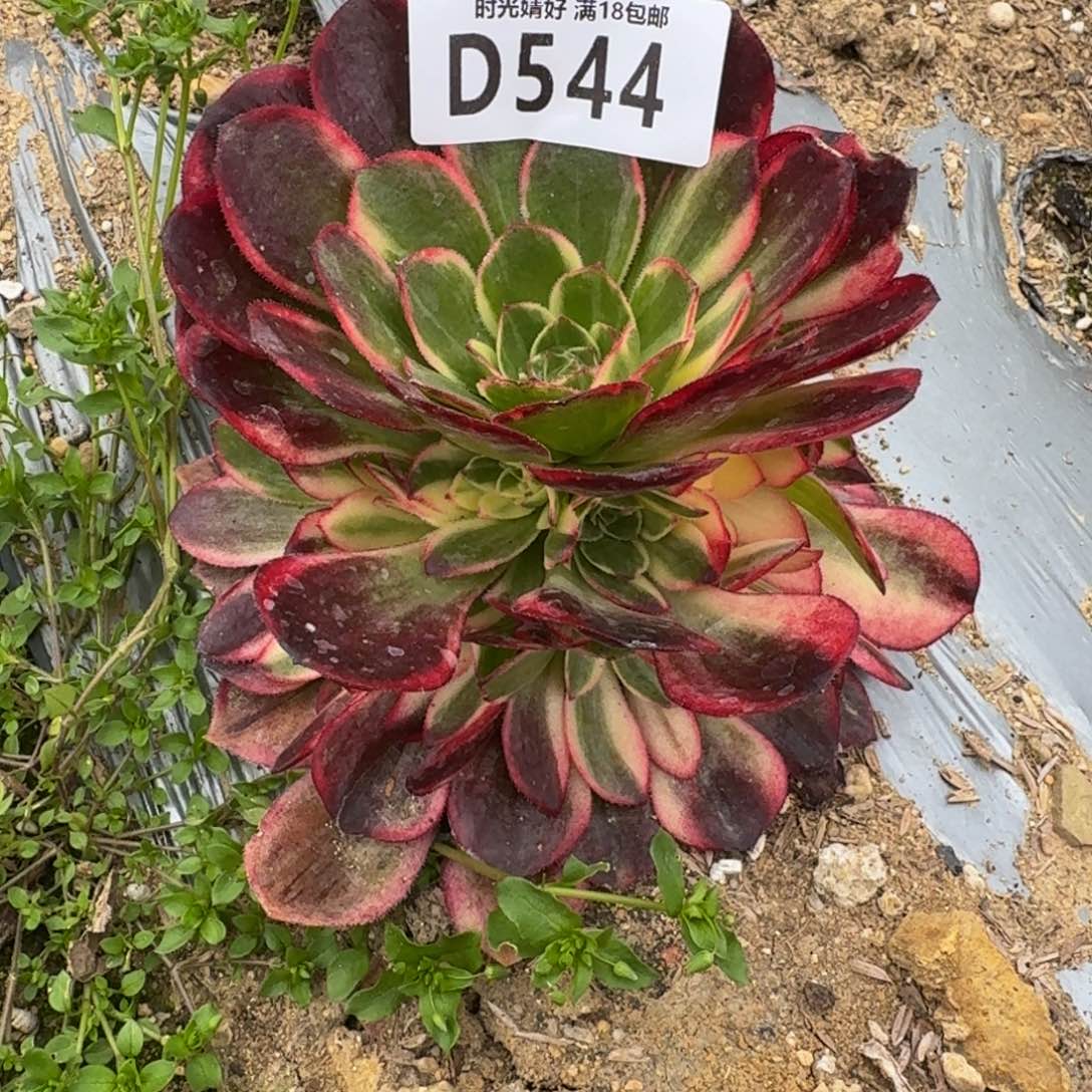 544黑魔锦多肉植物