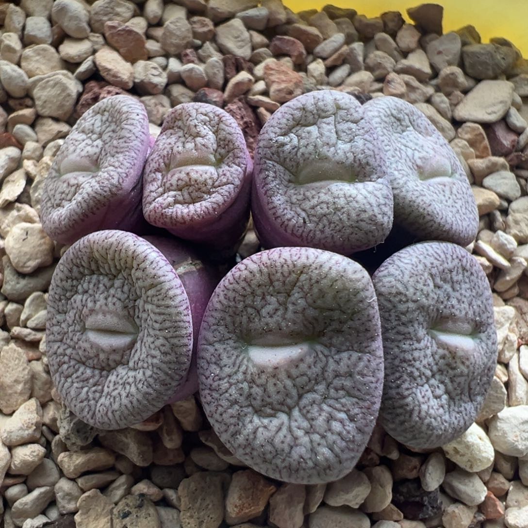 760优选密纹安贞一群