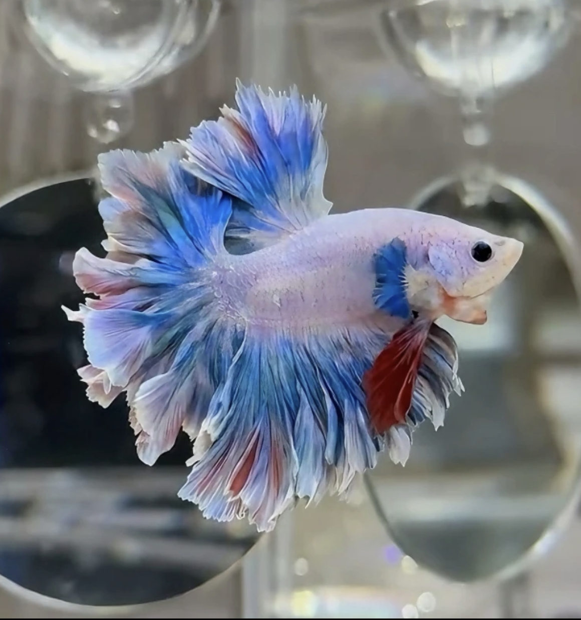 B8（169-192）泰国斗鱼活体精品观赏鱼活体（直播间选鱼）