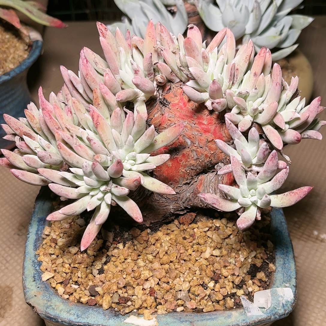 9126千寿姬仙女杯多肉