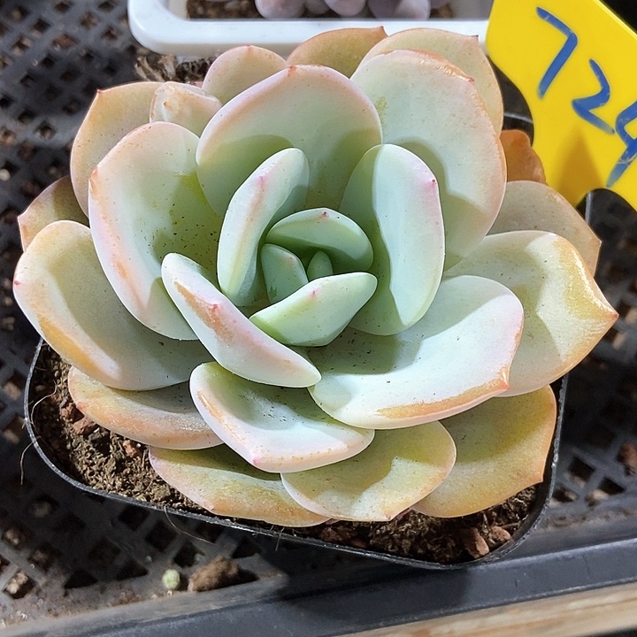 多肉植物韩版奶茶724