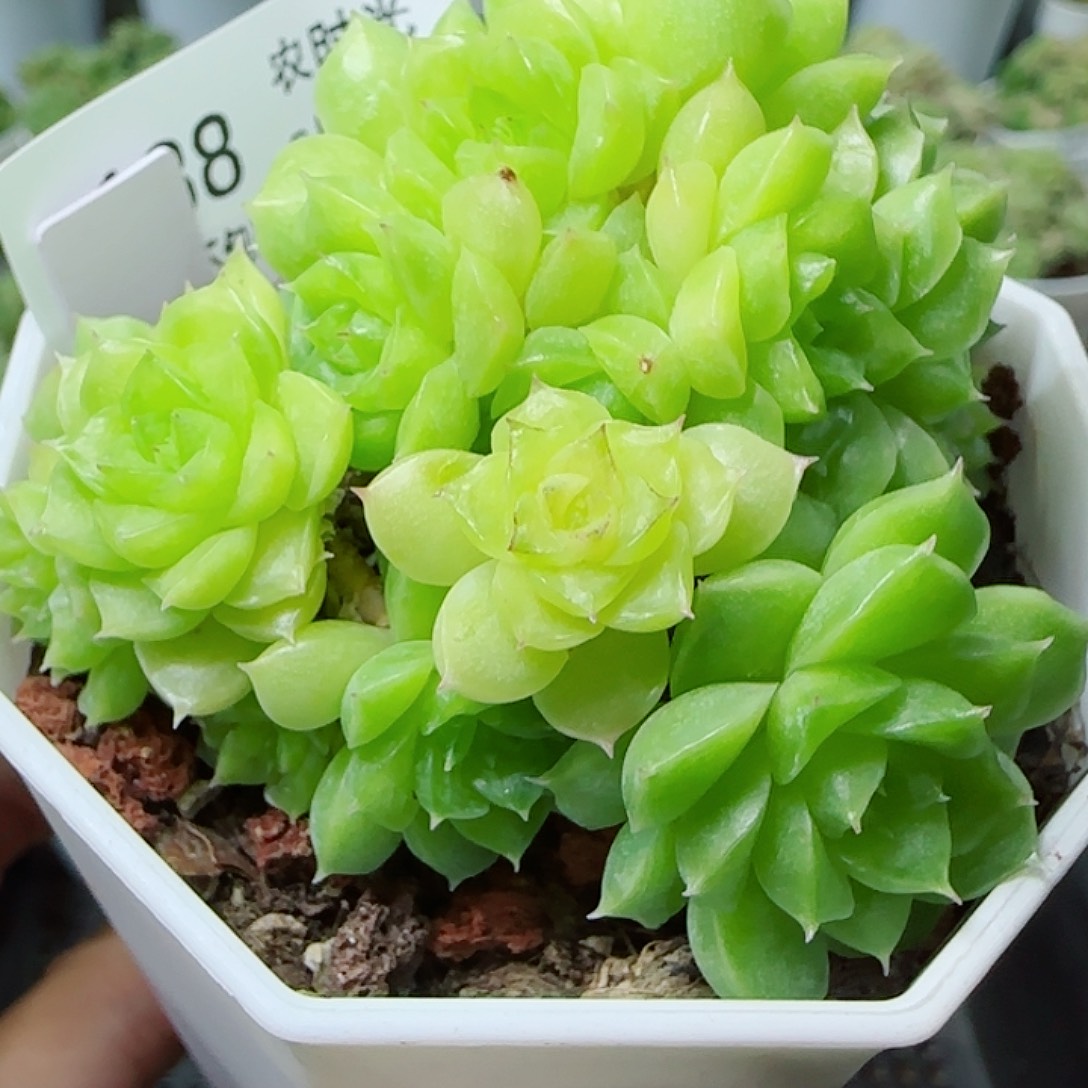 【闪购商品】0611-188（m1-580）