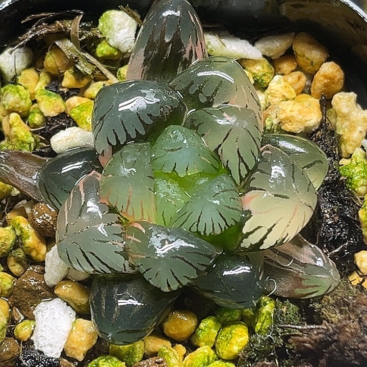 66冰灯玉露锦头家多肉十二卷