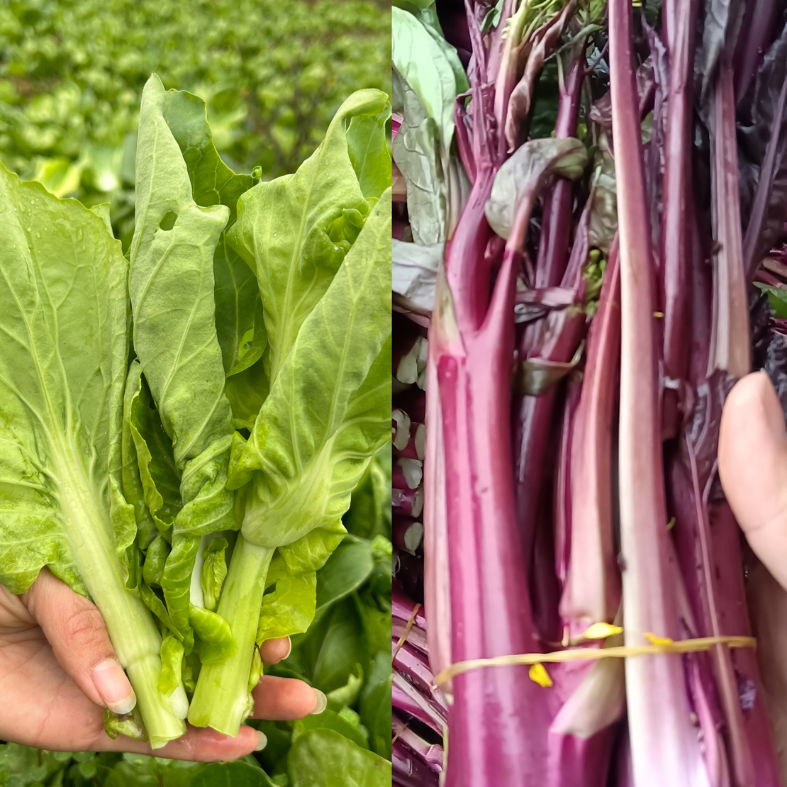 贵州高山露天种植菜苔双拼新鲜蔬菜红油菜苔白菜苔混合装
