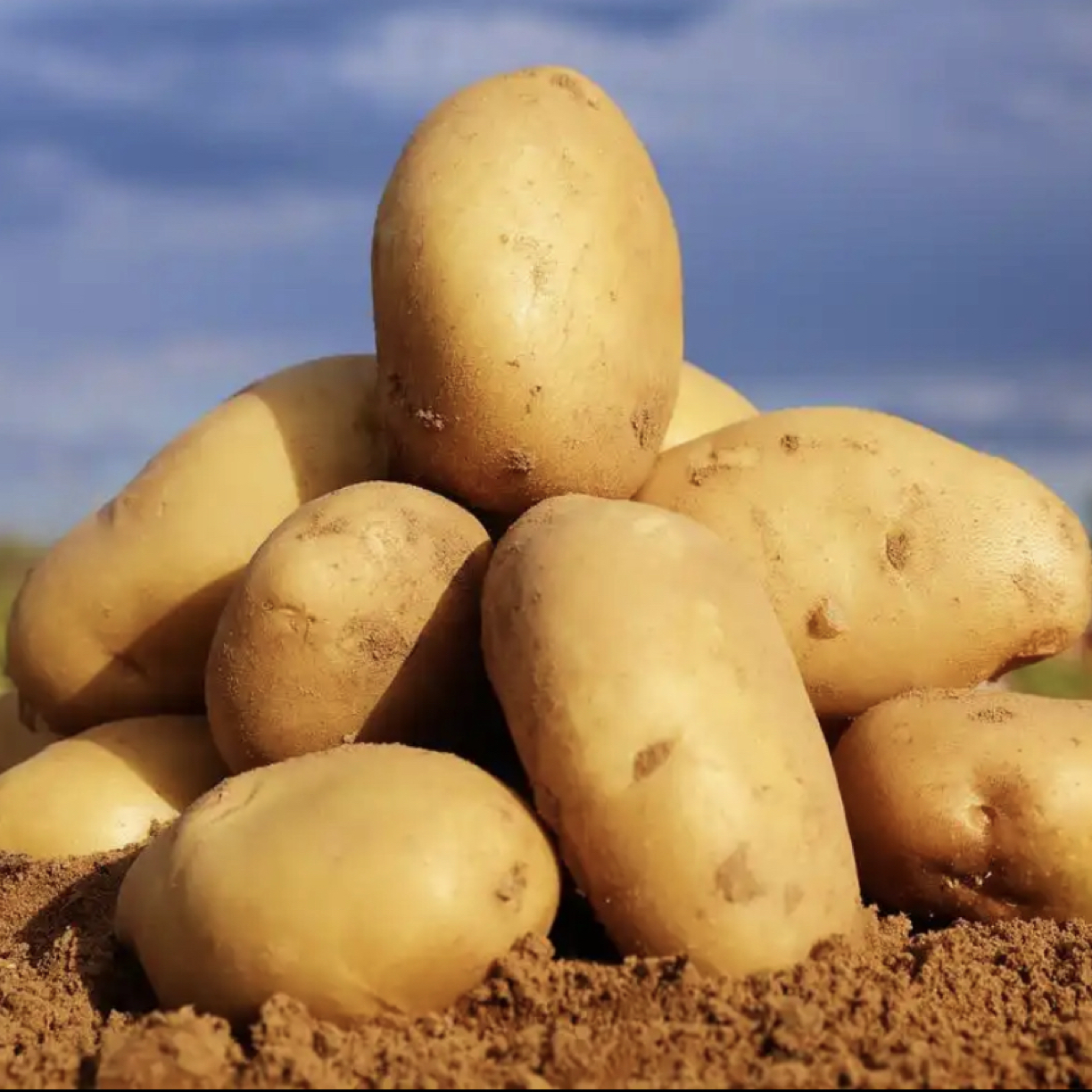 新鲜  黄皮土豆  约200-250g/个