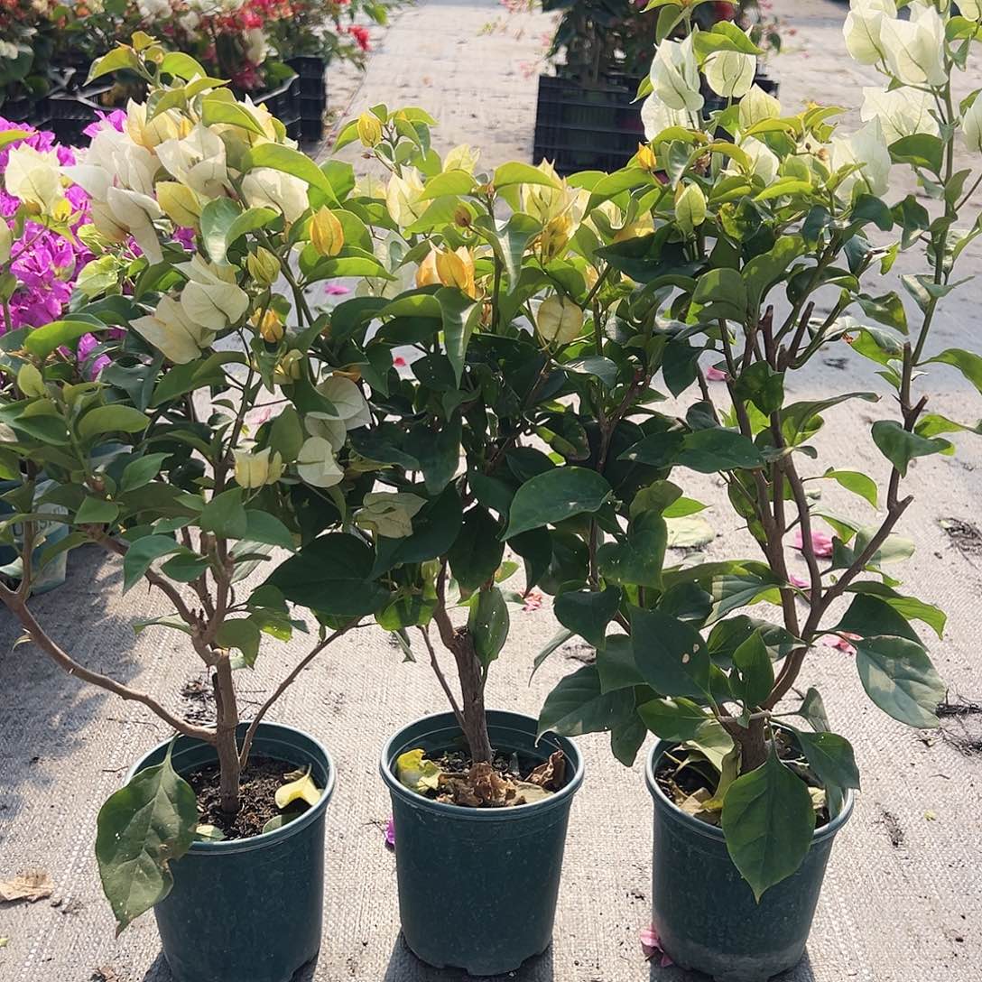 大部分花苞少量开放浅彩虹掌中宝一颗