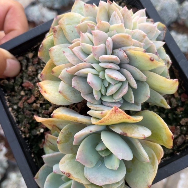 白凤缀化，厚板，福利
