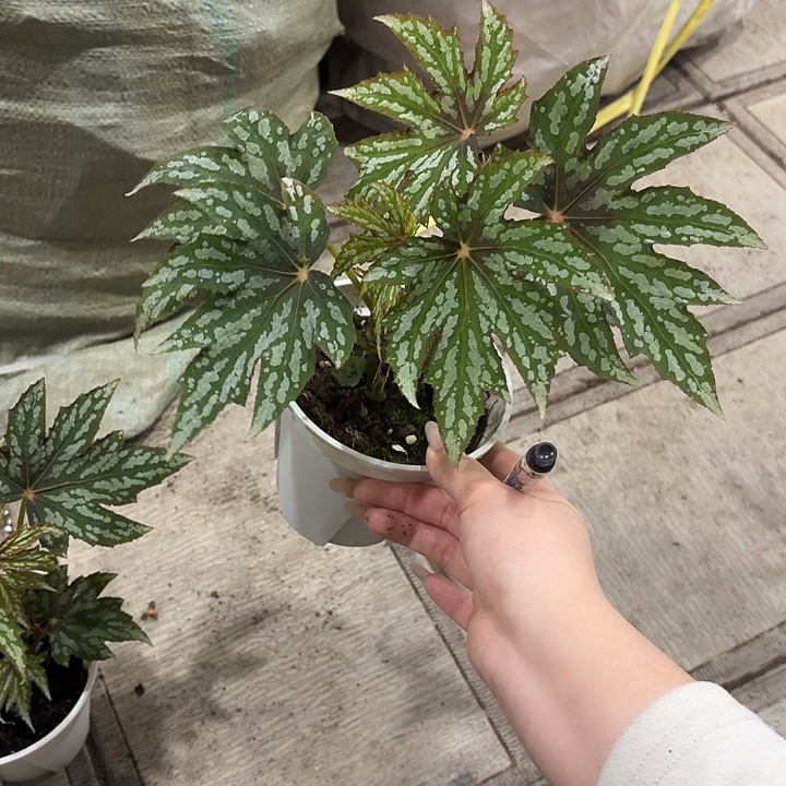 完全开放枫雪秋海棠