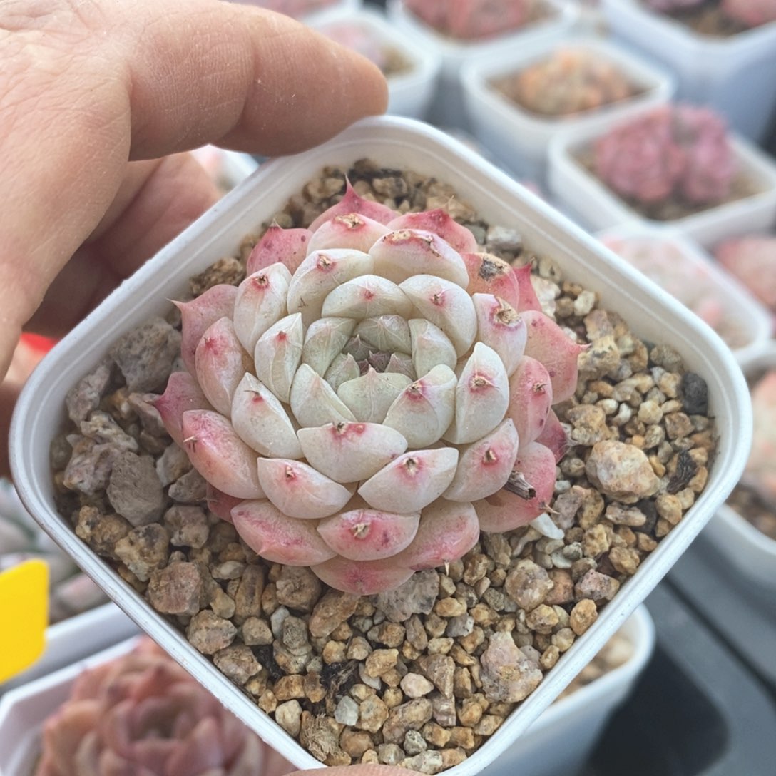 精品多肉一物一拍不包整141