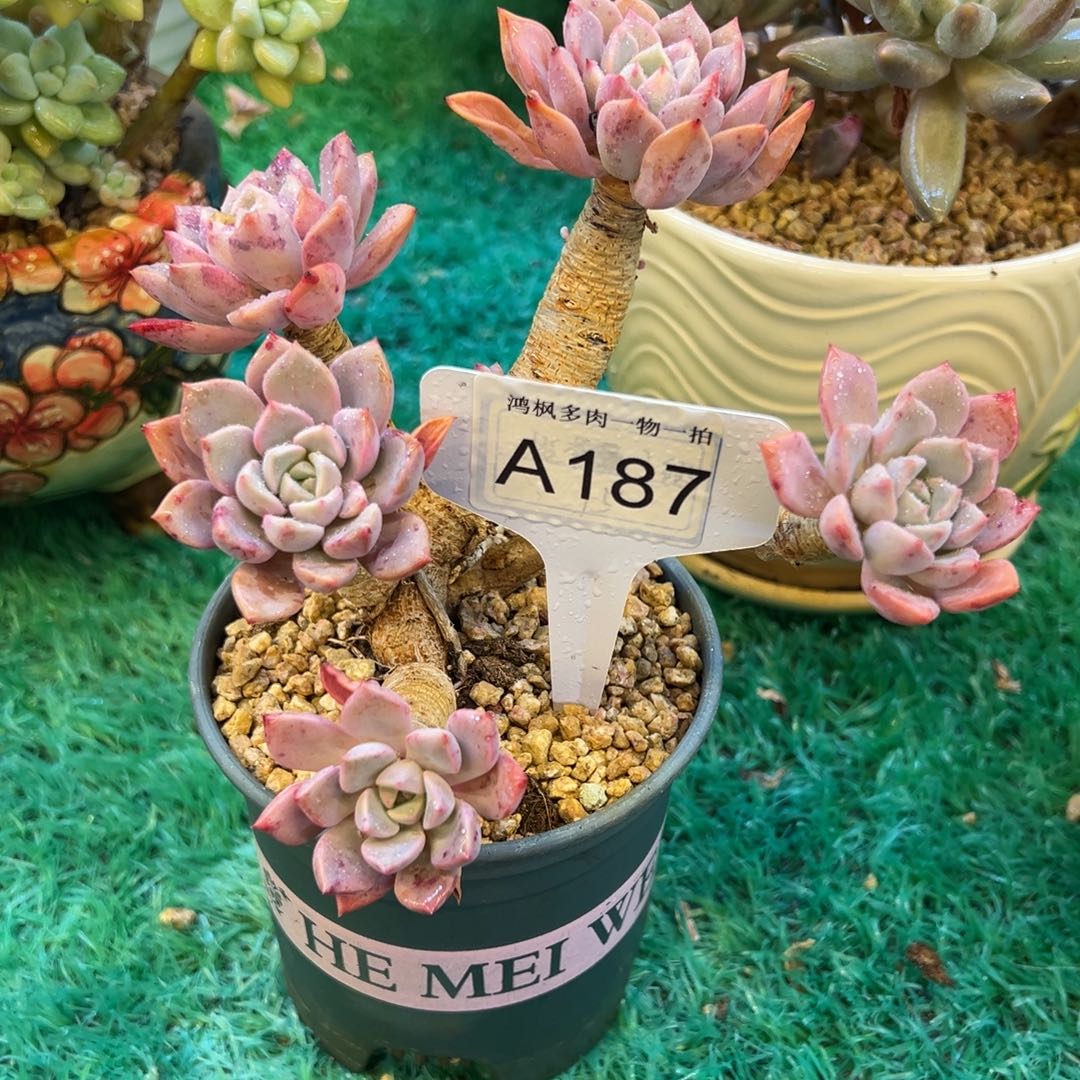 红粉佳人，，，，，，，，，，，，，，