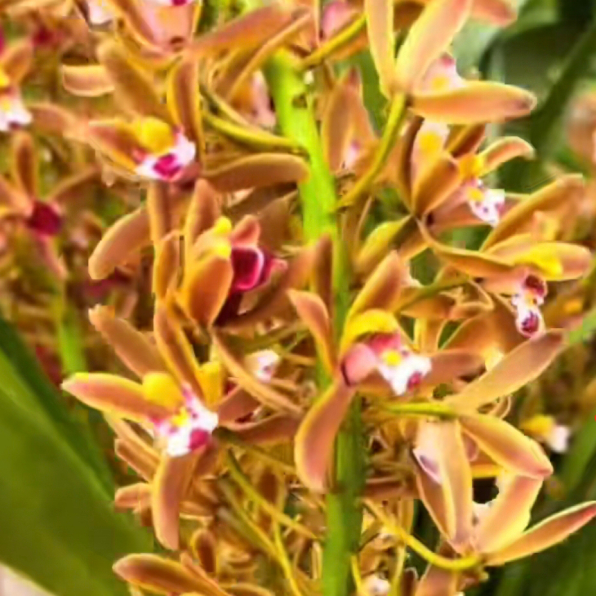 大花蜜蜂兰室内绿植花卉盆栽美观花色适合阳台装饰