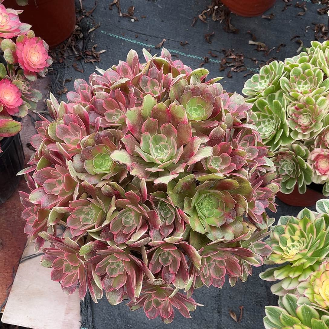 ༆***°浣纱hhhhhhhhhhhhhhhhh