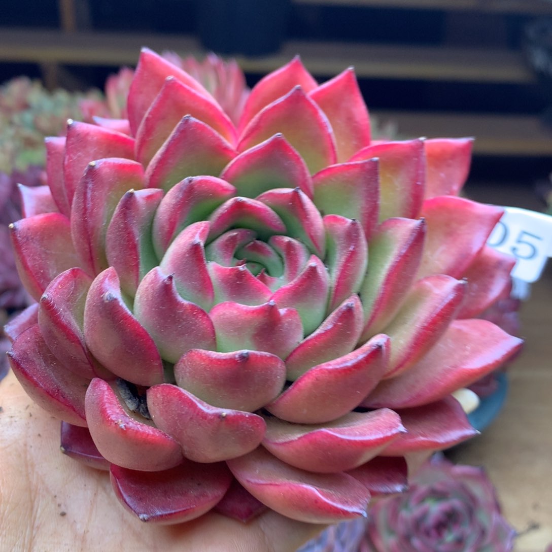 1905杂交精品基地10冠