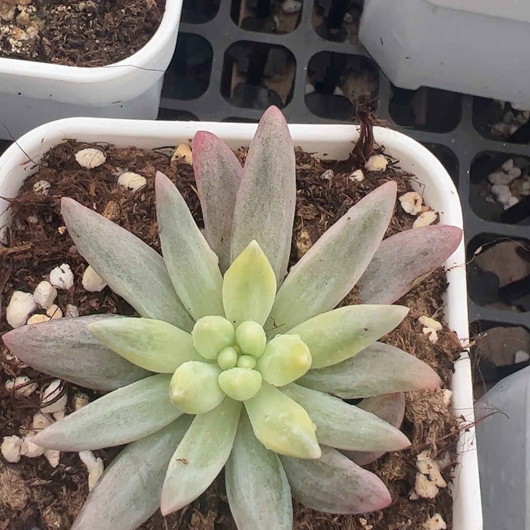 流沙美人锦多肉植物锦