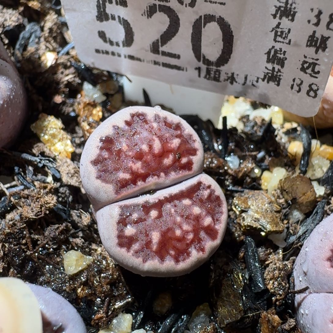 Sss精品清货了520