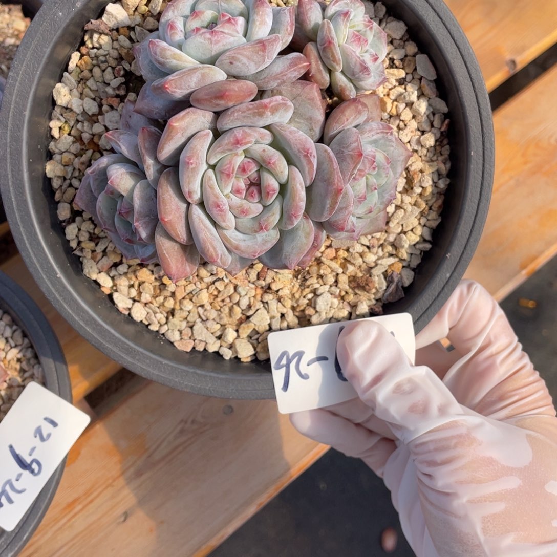 12-9-26静好多肉园艺