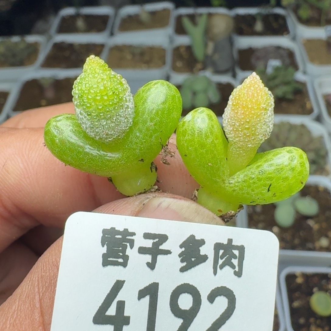 妖奇玉两颗               