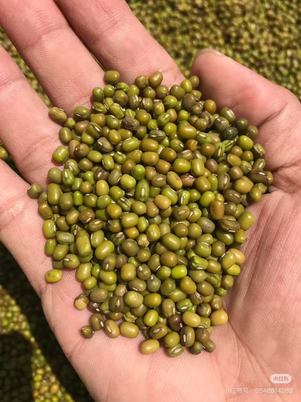  【小陆代卖】农家绿豆农家干货山货