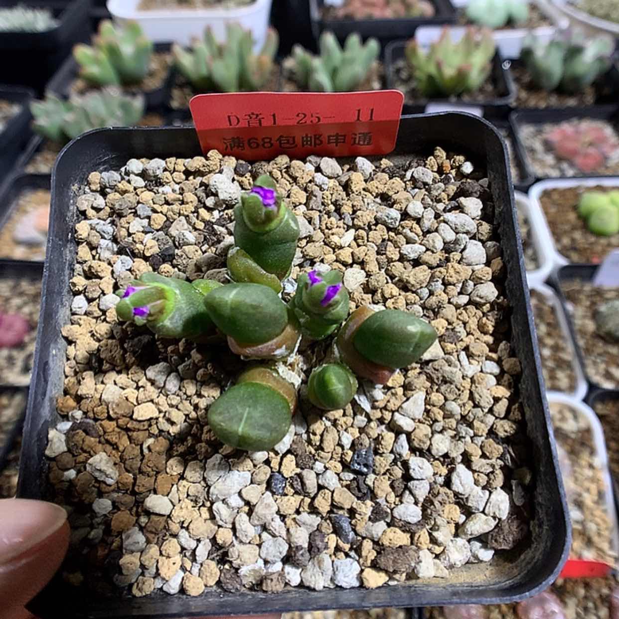 【闪购商品】1-25-11 胡桃玉多肉一群