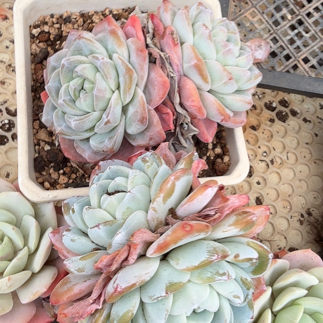 冰玉双头（脱土发货）量拍